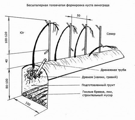 Расстояние между рядами винограда. Схема посадки столового винограда. Схема посадки кустов винограда. Схема посадки технического винограда. Схема посадки виноградника.